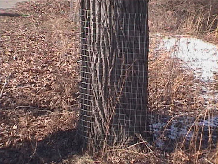beaver tree protection